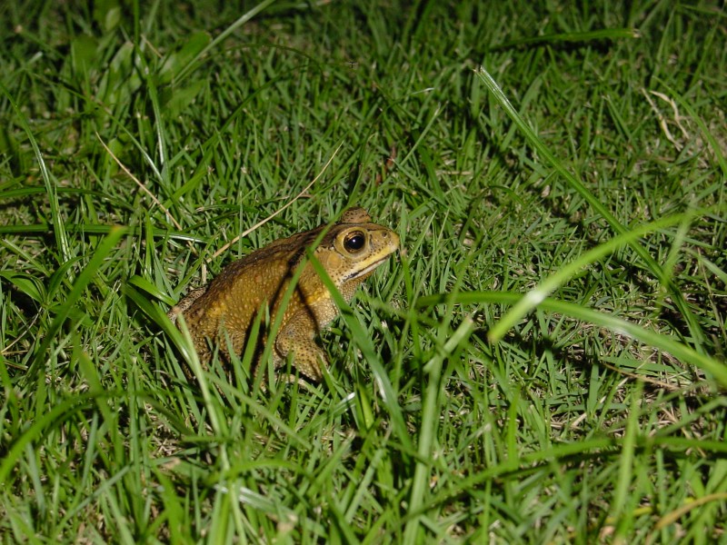 Frosch.JPG - Photos of Bali, Indonesia in March 2001