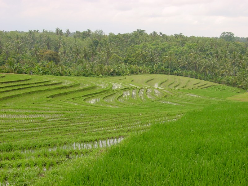 Reisfelder bei Krambitan.JPG - Photos of Bali, Indonesia in March 2001