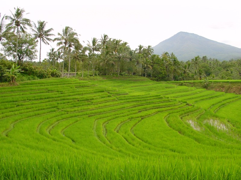 Reisfelder bei Pupuan 3.JPG - Photos of Bali, Indonesia in March 2001
