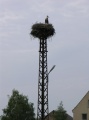 Linum - Storchennest 1