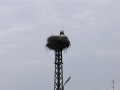 Linum - Storchennest 2
