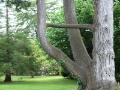 Blarney Castle - Bizarrer Baum im Park