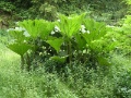 Blarney Castle - Pflanze 'Elefantenohren' (gunnera mannicata)