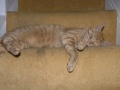 Cottage - Kater 'Katerle' faul auf Treppe 2