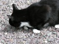 Cottage - Katze 'Suesse' verspeist Maus