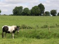 Cottage - Stute