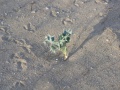 Georgioupolis - Strandpflanze