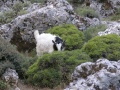 Imbros-Schlucht - Ziege
