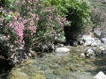 Kourtaliotis-Schlucht - Bach Megalopotamos 1