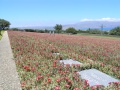Maleme - Deutscher Soldatenfriedhof 4