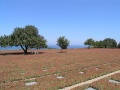 Maleme - Deutscher Soldatenfriedhof 8