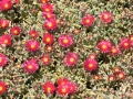Maleme - Deutscher Soldatenfriedhof Blumen