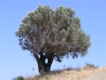 Olivenbaum
