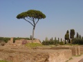 Palatin 8